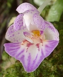 Phalaenopsis appendiculata