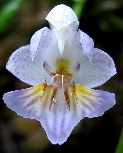 Phalaenopsis appendiculata var. coerulea