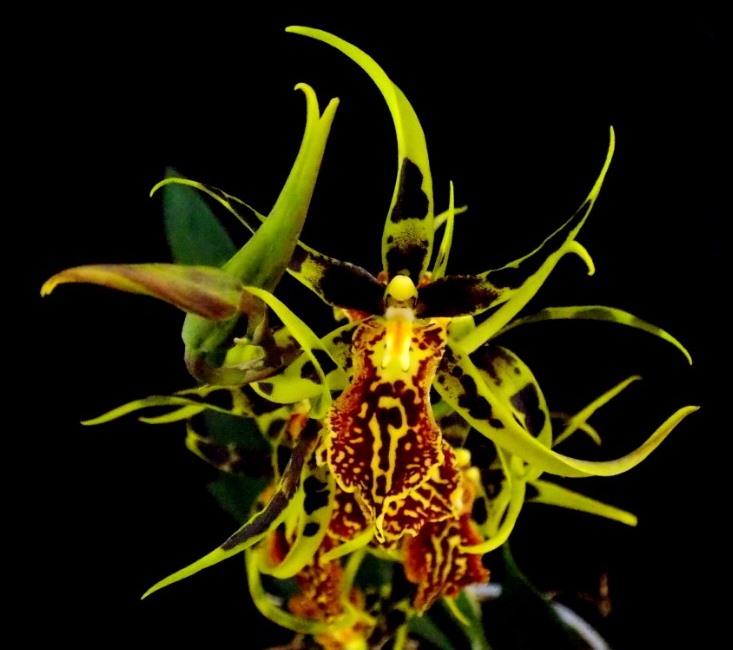 Brassia ´Mystic Mase´ (Brascidostele Gilded Tower 'Mystic Maze')