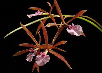 Encyclia bractescens 