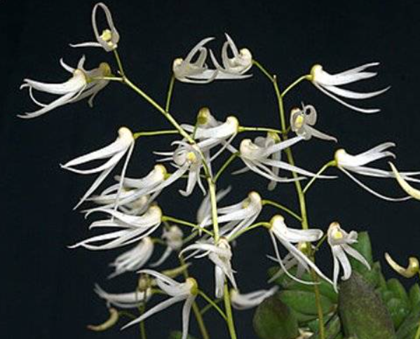 Dendrobium linguiforme