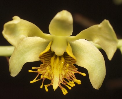Dendrobium venustum