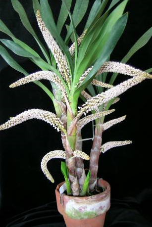 Eria floribunda (Pinalia)