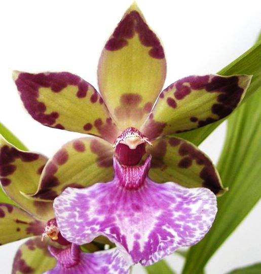 Zygopetalum Bärbel Höhn x Acacallis cyanea