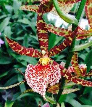 Odontobrassia ´Piranha´