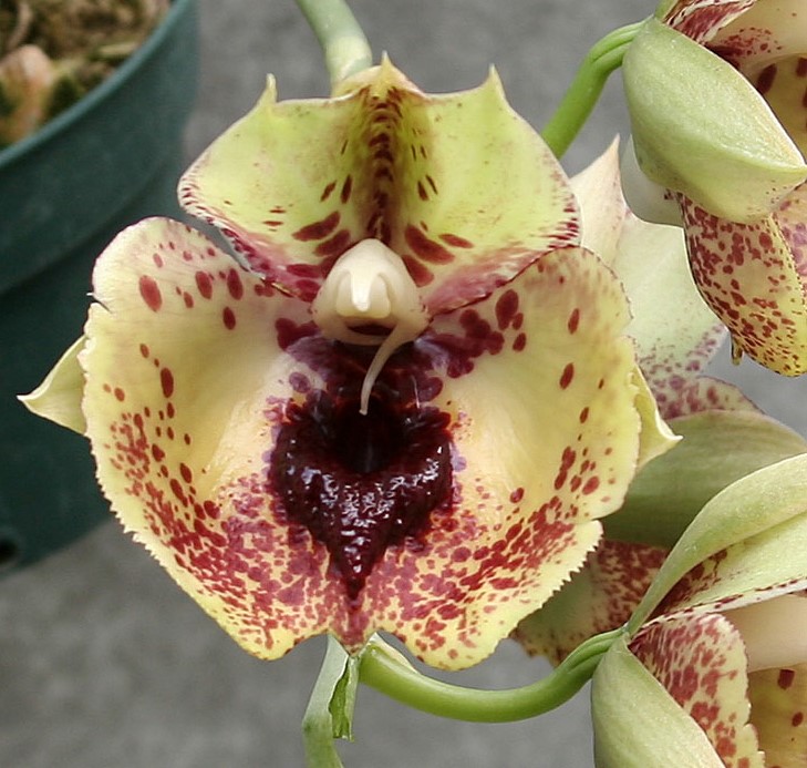 Catasetum Susan Fuchs
