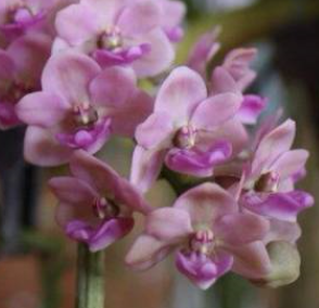 Rhynchostylis gigantea pink