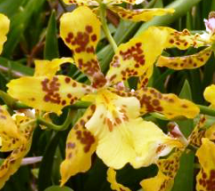 Oncidium Tai x Odcdm. Hambüren Gold