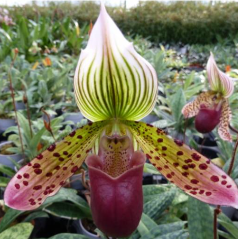 Paphiopedilum 3 (sukhakulii Hyb.) x Paph. 34 (sukhakulii)