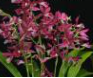 Phaiocalanthe Kryptonite (Phaius tankervilleae x Calanthe Rozel)