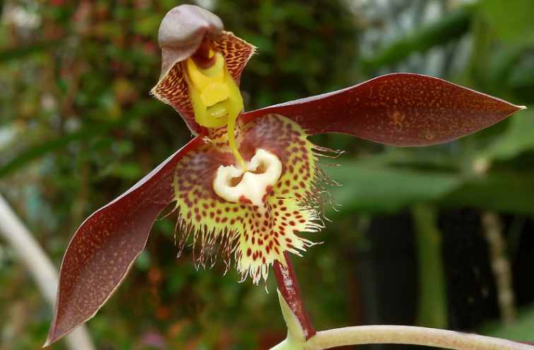 Catasetum saccatum