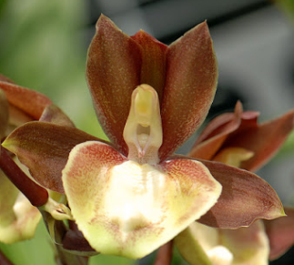 Catasetum Jumbo Pearl