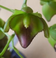 Catasetum socco