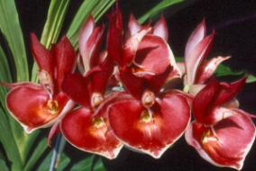 Catasetum Penang´Jumbo Sweet Heart´