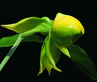 Catasetum viridiflavum ´Green Gem´
