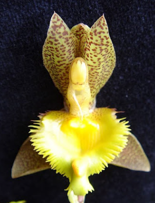 Catasetum Jumbo Tycoon