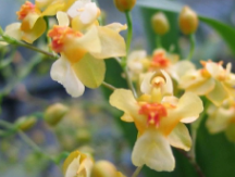 Oncidium Gold Dust