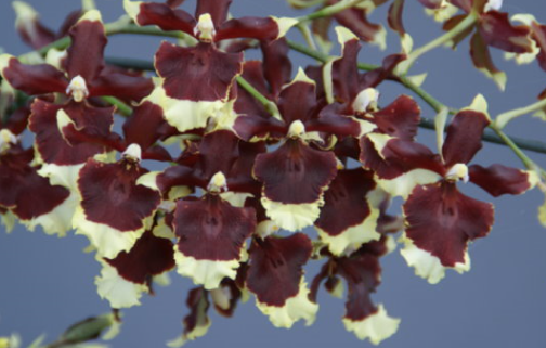 Oncidium Twinkle Black Bee