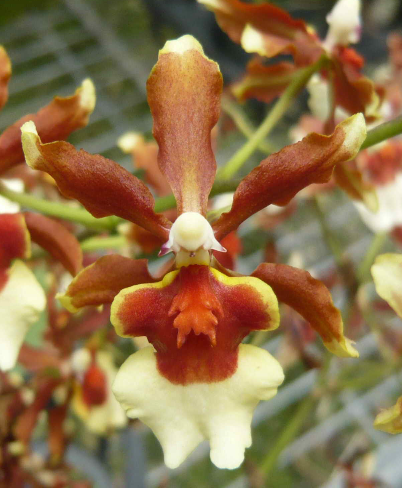 Oncidium Kilauea Volcano Queen