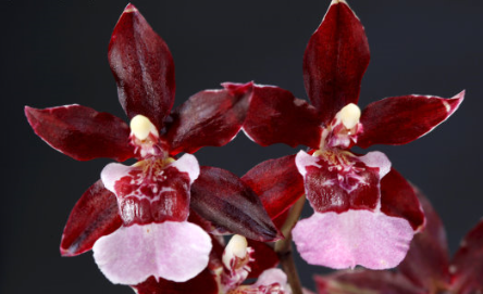 Wilsonara Purple Grape