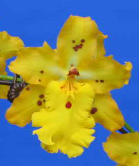 Odontocidium Maifari Rcw