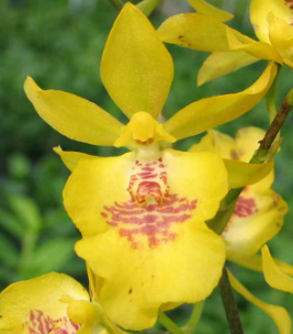 Bapticidium Hwuluduen Chameleon Golden Oriole