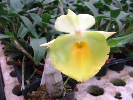 Catasetum pileatum