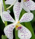 Mokkara Jairak White