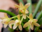 Penkimia nagalandensis