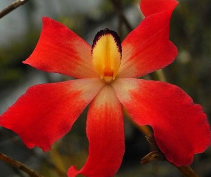 Dendrobium cinnabarinum