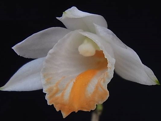 Dendrobium longicornu