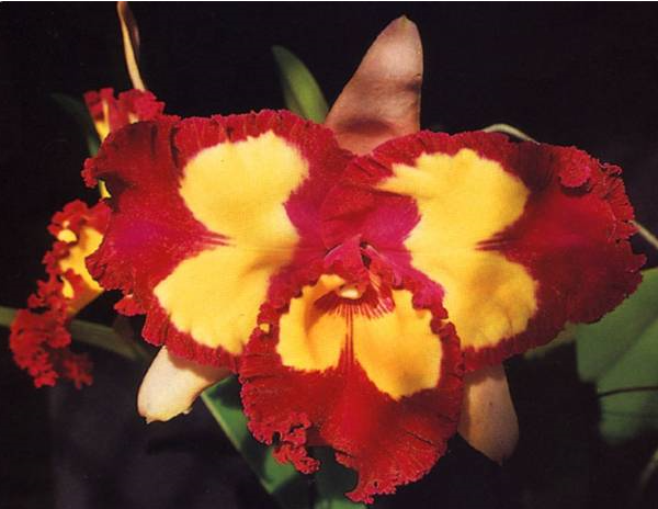 Brassolaeliocattleya Chinese Beauty 'Orchid Queen'