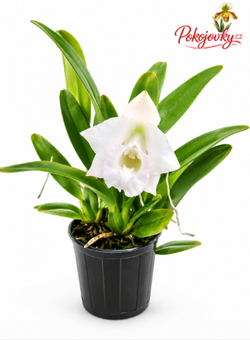 Laelia alaorii