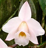 Laelia alaorii
