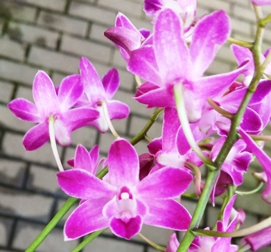 Dendrobium Berry Oda