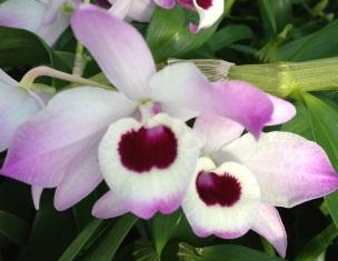 Dendrobium nobile var. variegatum