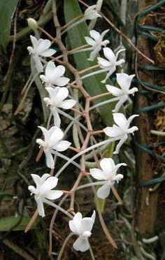 Aerangis decaryana