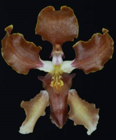 Cyrtochilum tucamanense