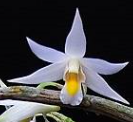Dendrobium sutepense Laos