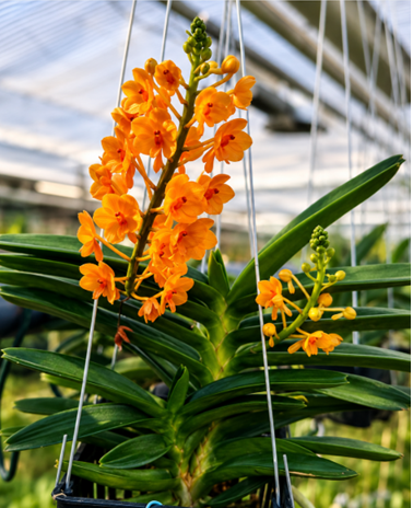 Ascocentrum miniatum