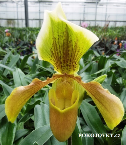 Paphiopedilum (primulinum x malipoense) x Paph. gratrixianum