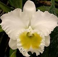 Brassolaeliocattleya Burdekin Wonder Lakeland 