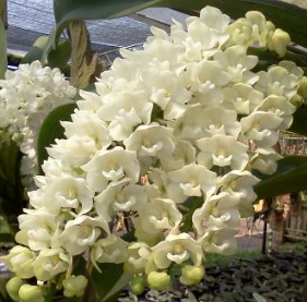Rhynchostylis gigantea var. harrisonianum