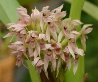 Camaridium densum