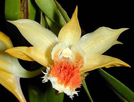 Dendrobium cariniferum