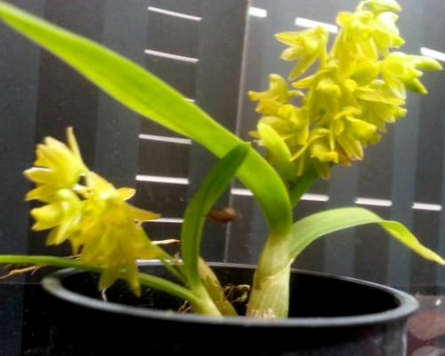 Dendrobium minutiflorum