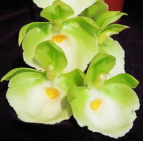Catasetum pileatum Jumbo Green Gold