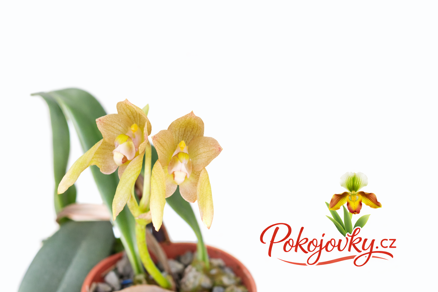 Bulbophyllum umbellatum (5)