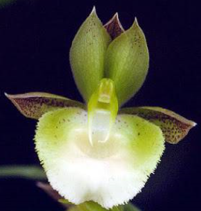 Catasetum Jumbo Babylon