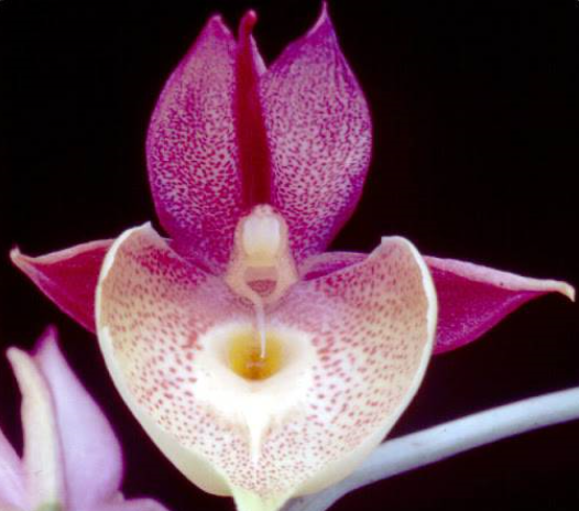 Catasetum Penang Love Song